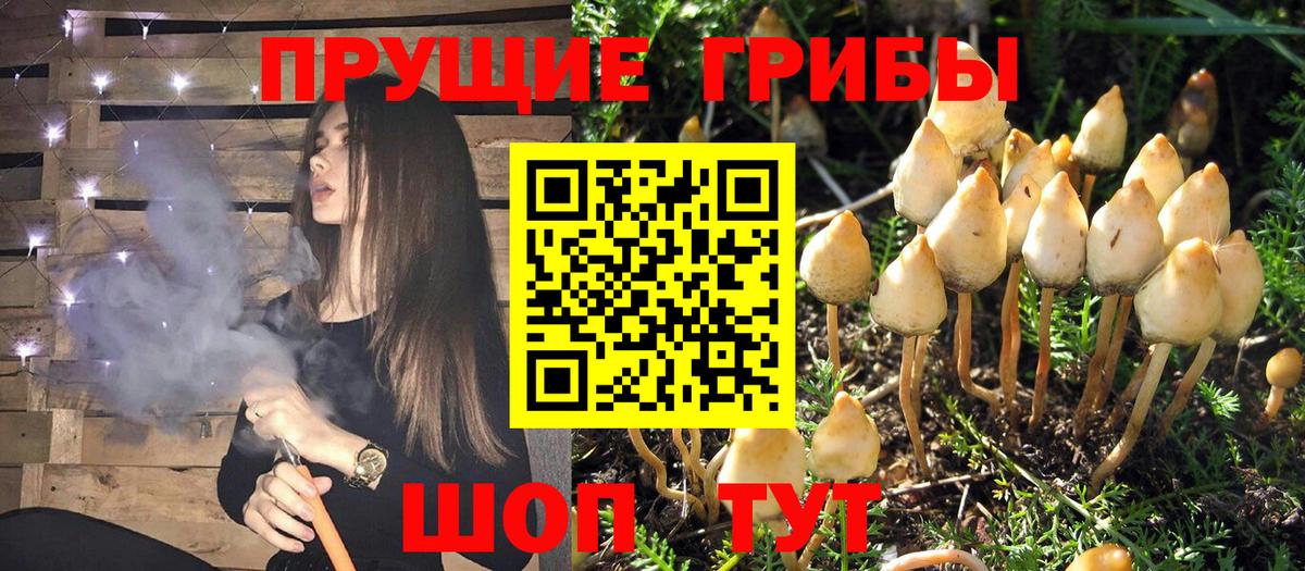 Обнинск  Галлюциногенные грибы Psilocybine cubensis  Вход с VPN  Галлюциногенные грибы Psilocybine cubensis 